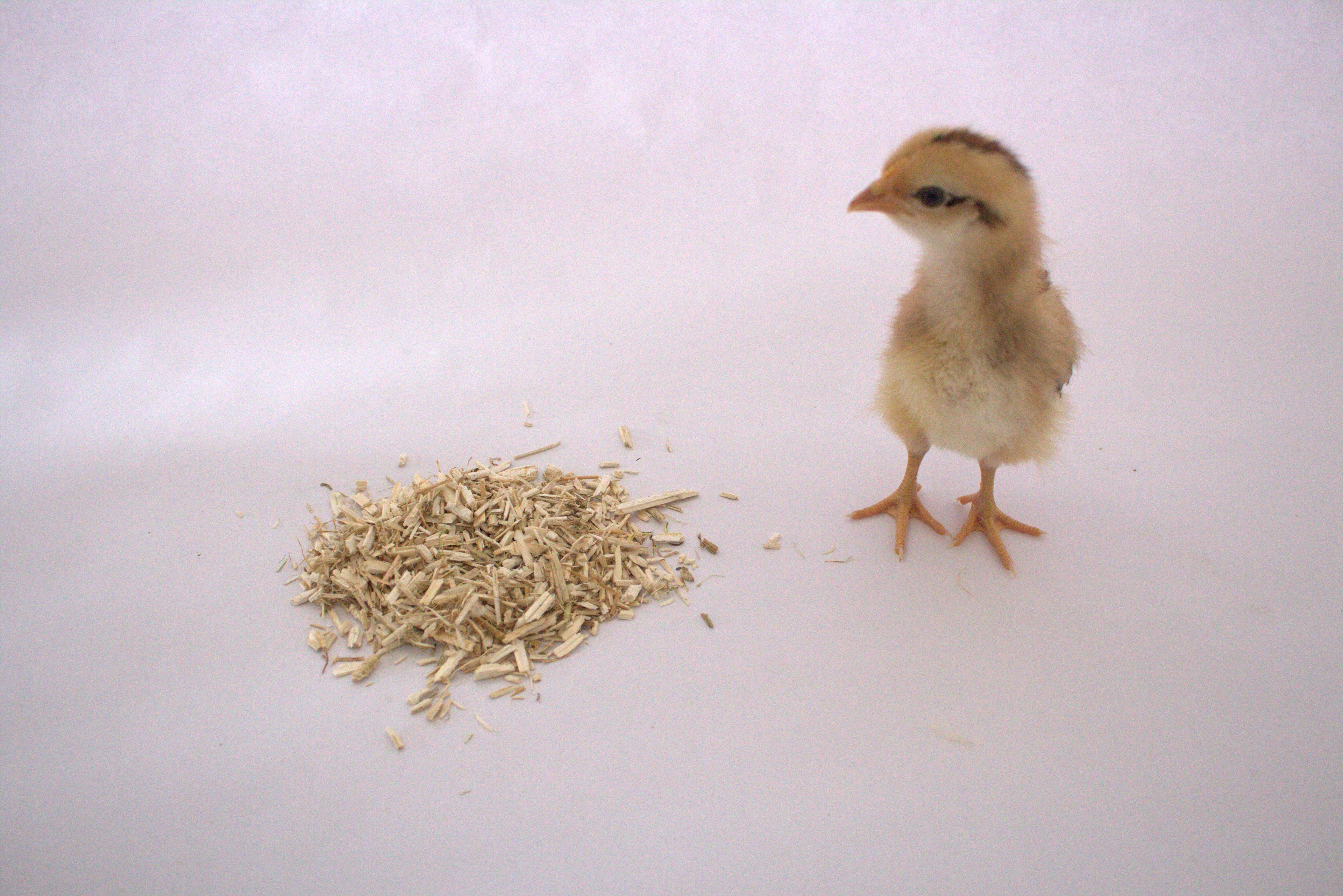 Hemp Bedding