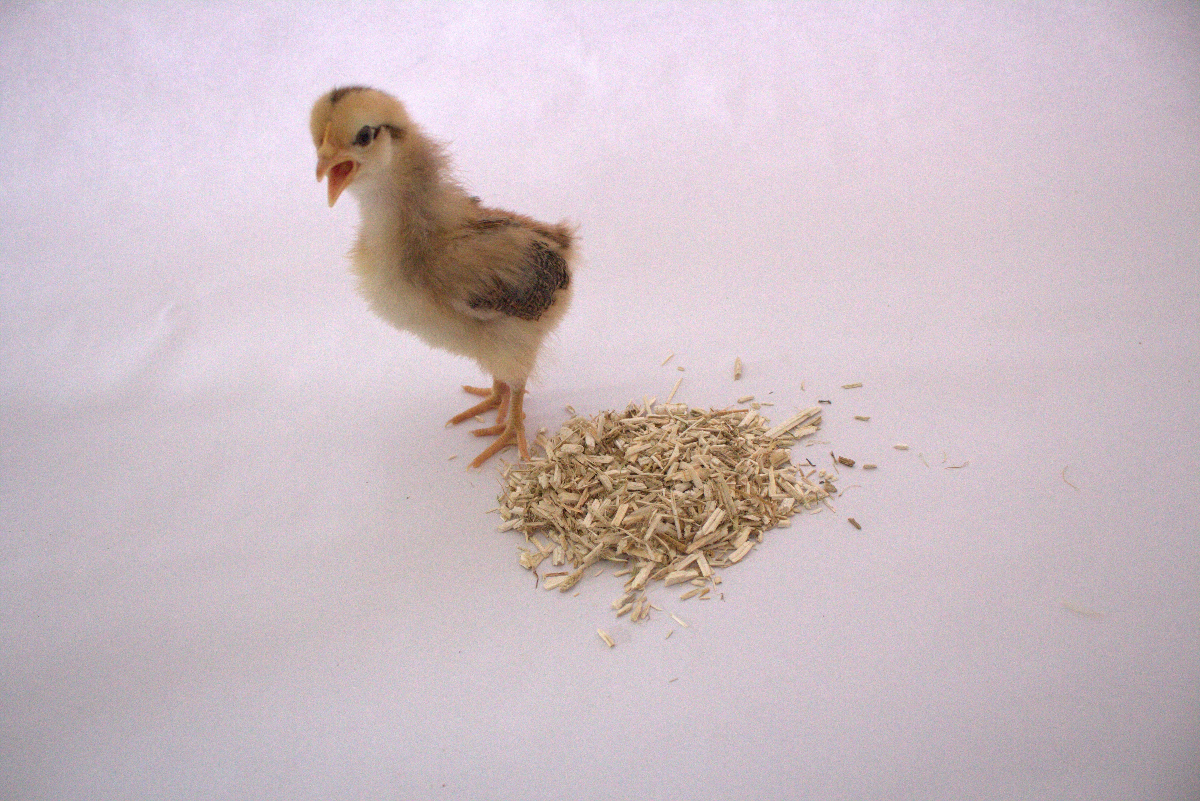 Hemp Bedding